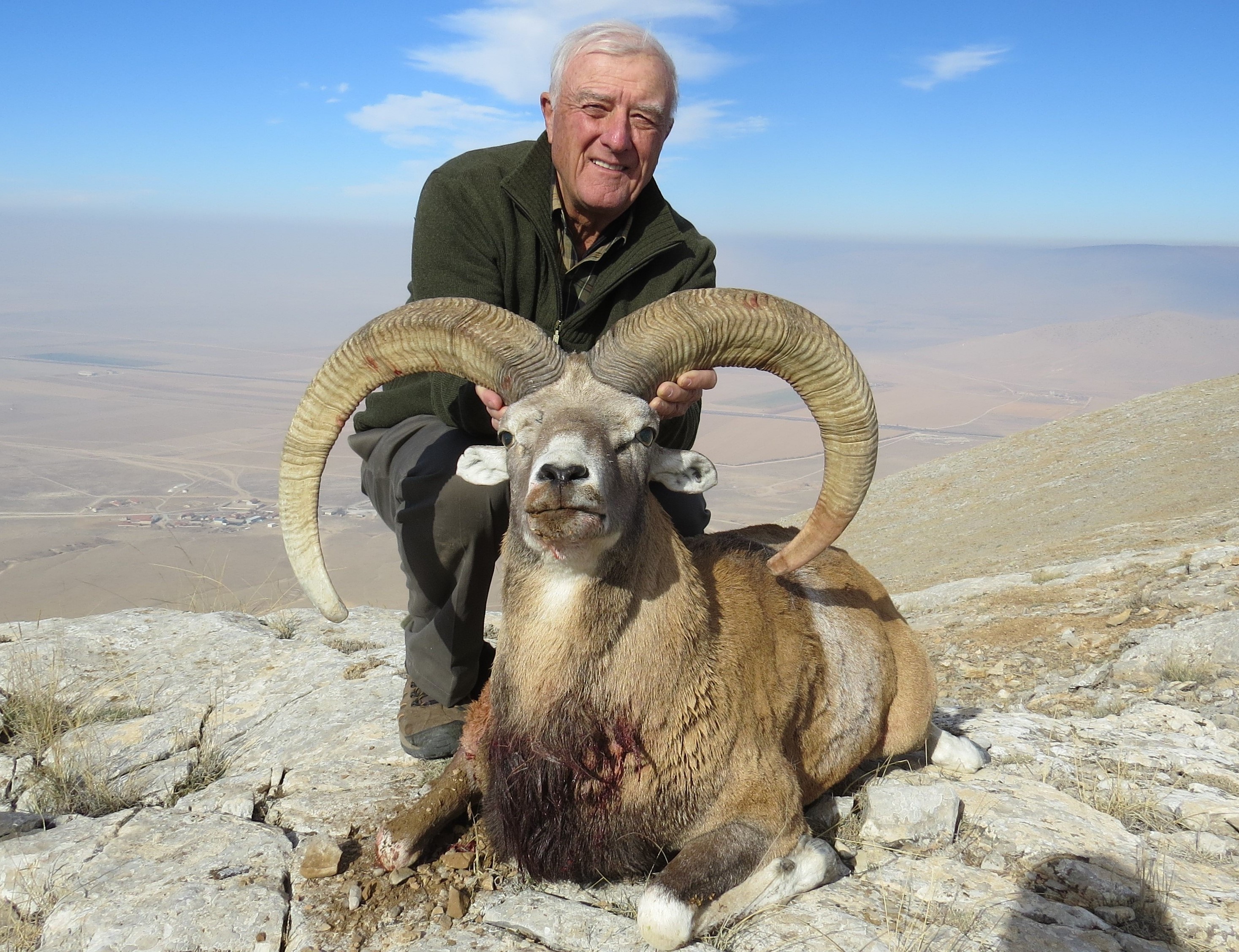Sheep Konya
