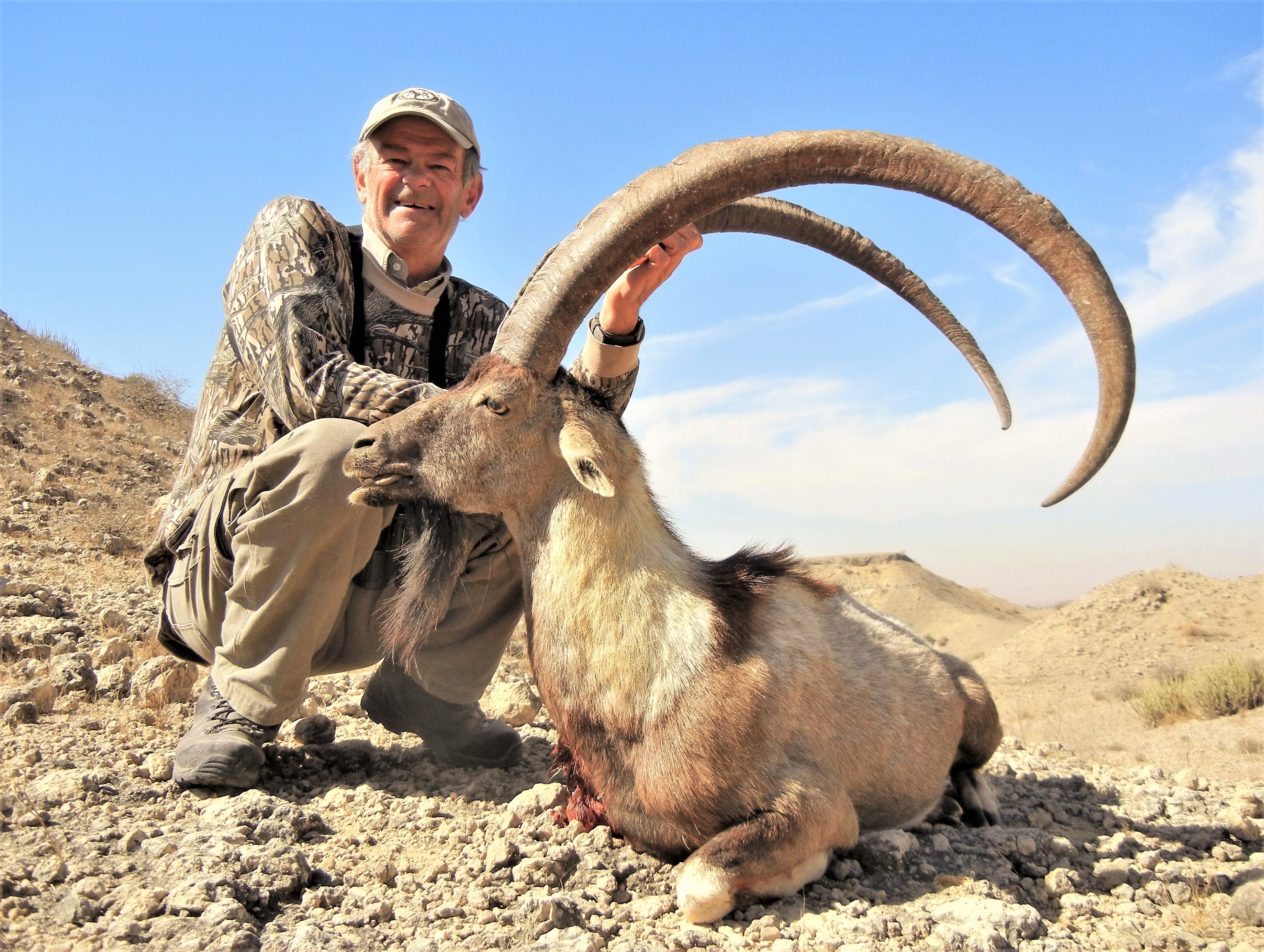 Sind Ibex