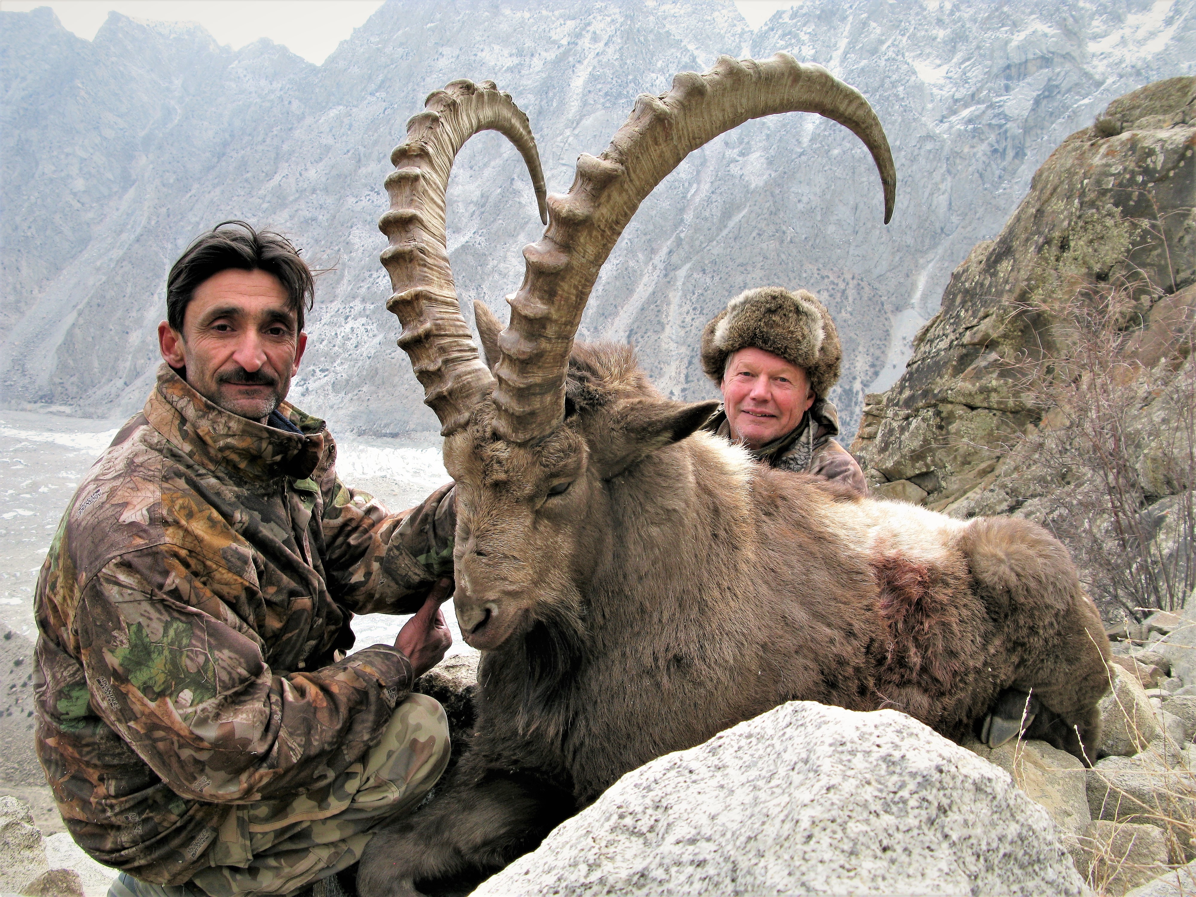 Himalayan Ibex