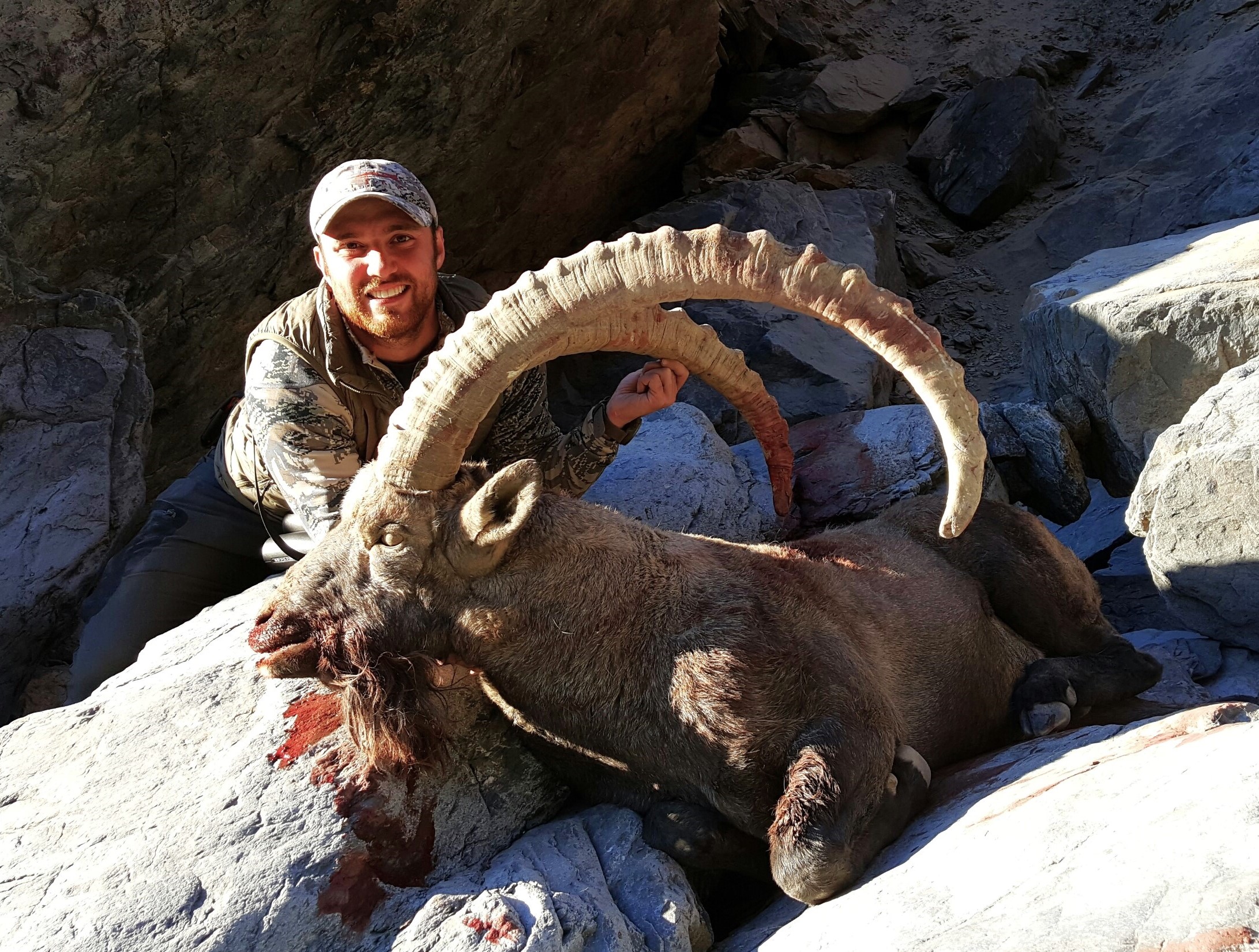 Altai Ibex