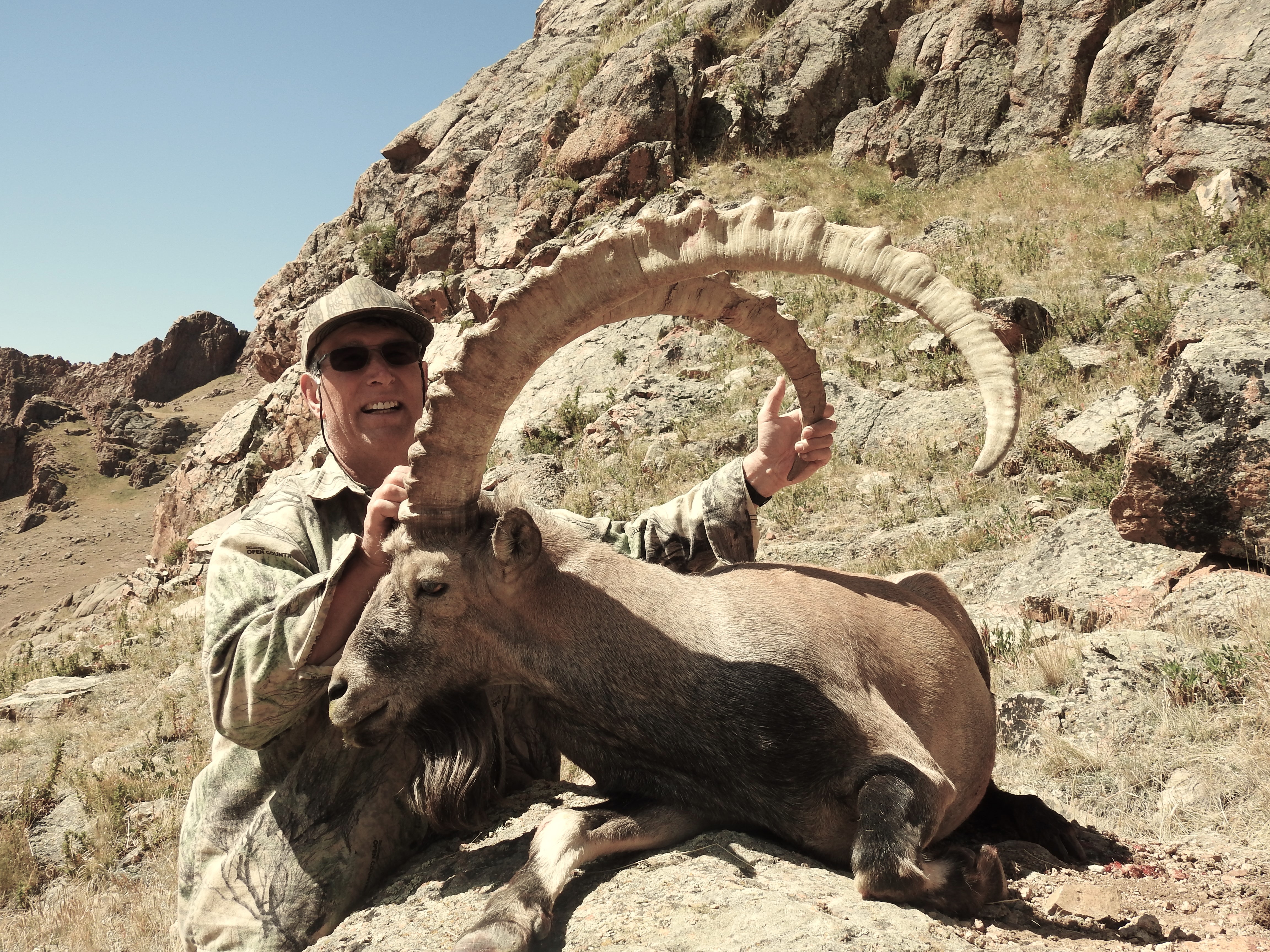 Altai Ibex