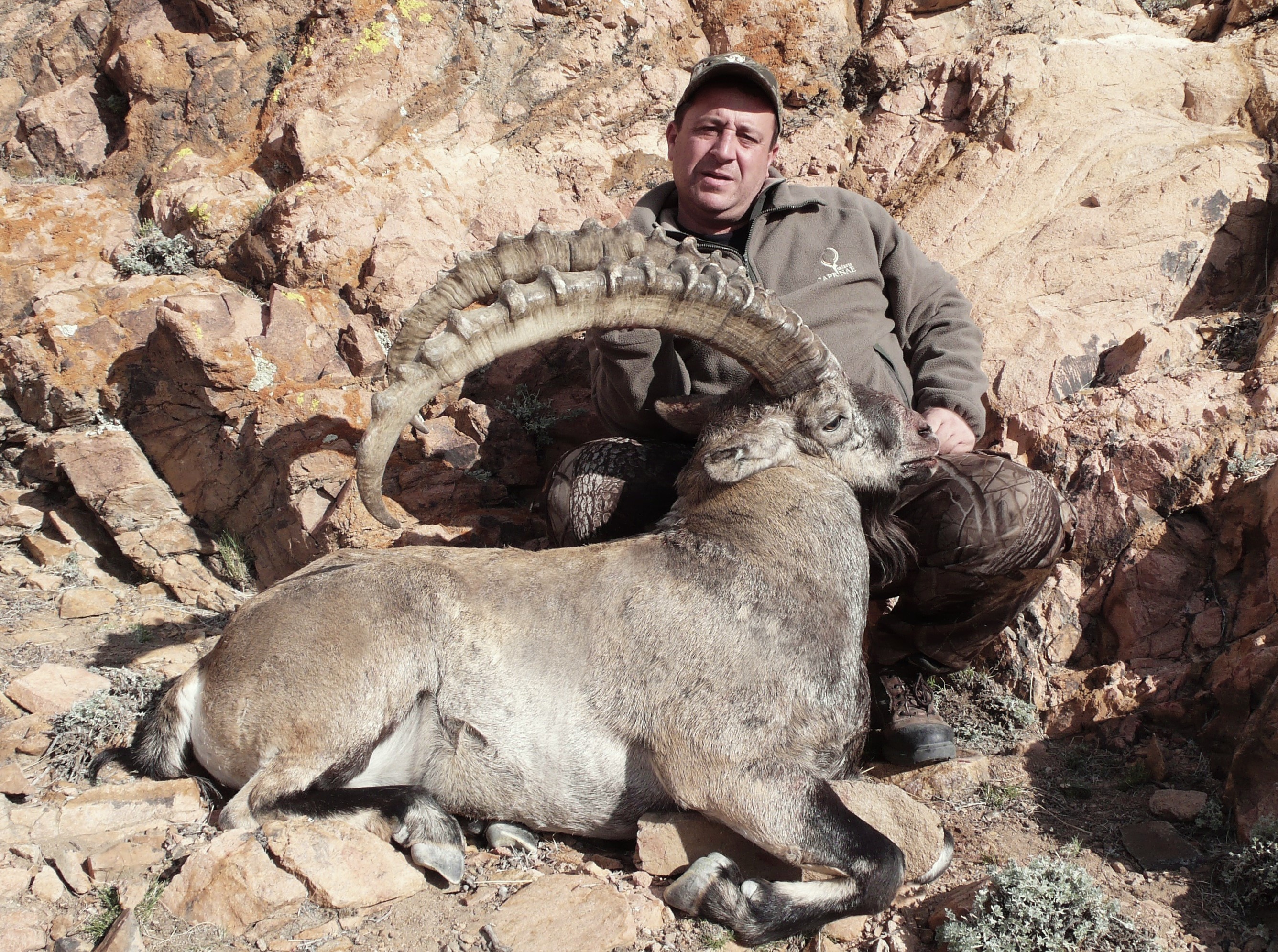 Altai Ibex