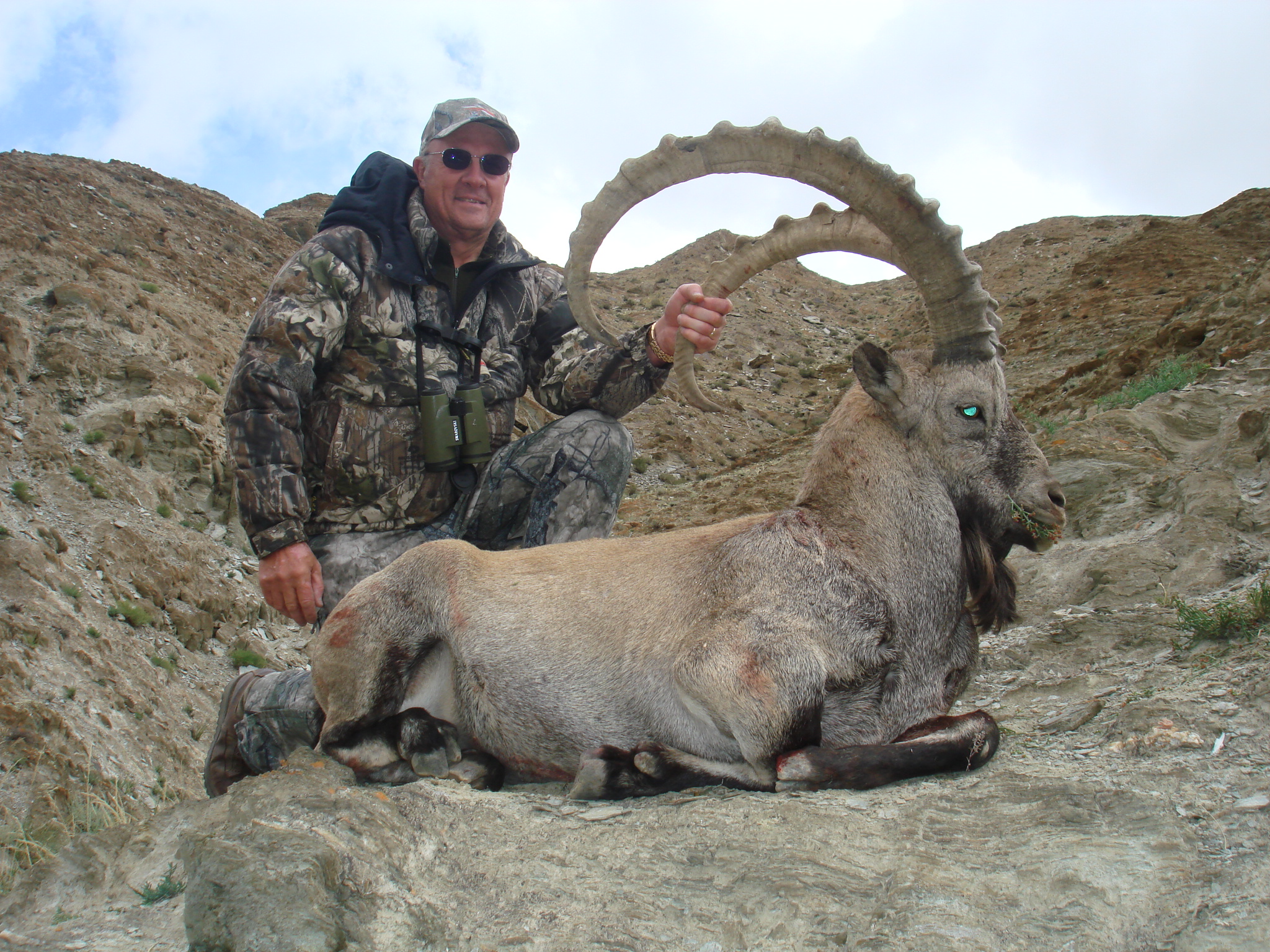 Gobi Ibex