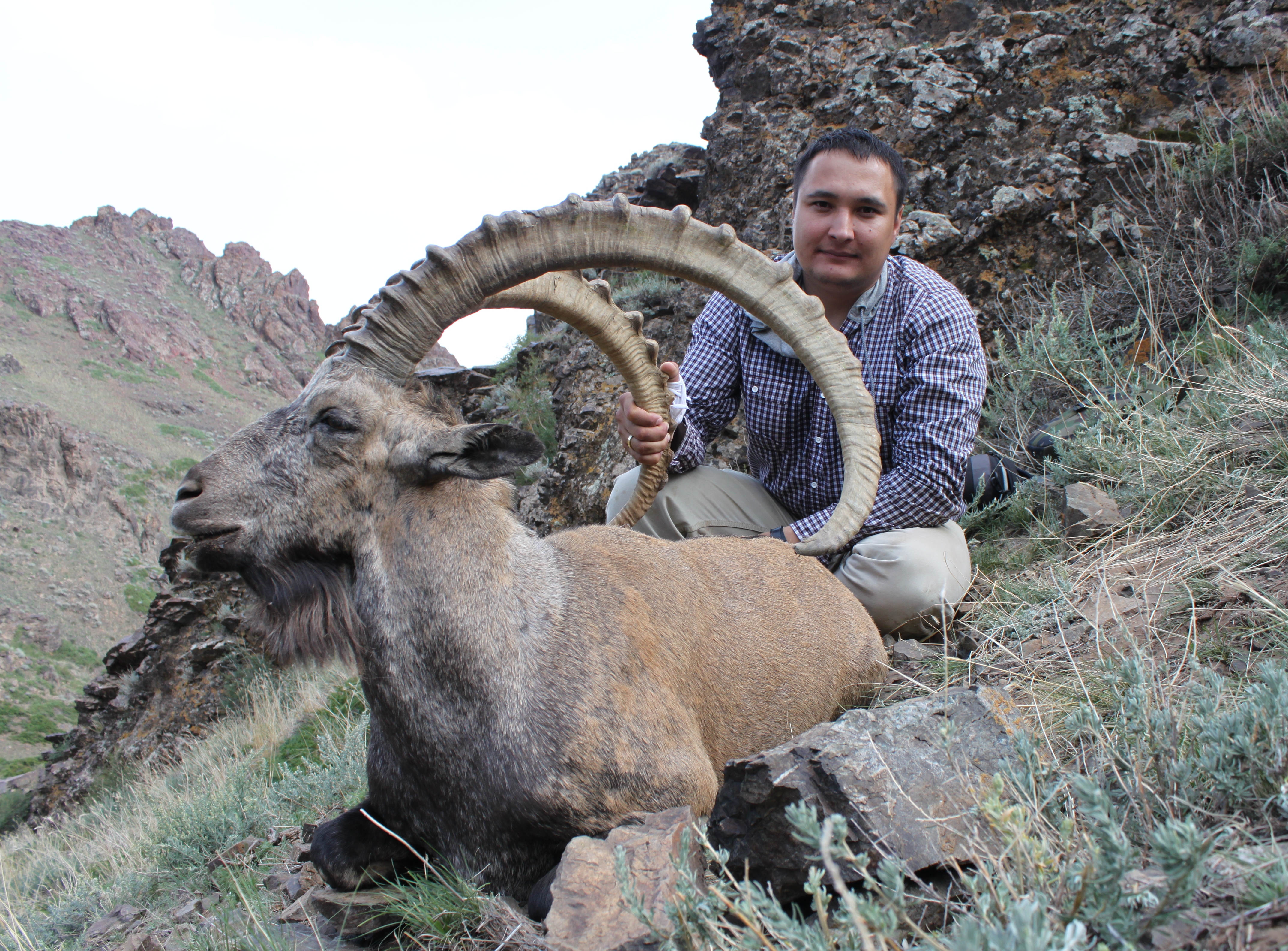 Gobi Ibex