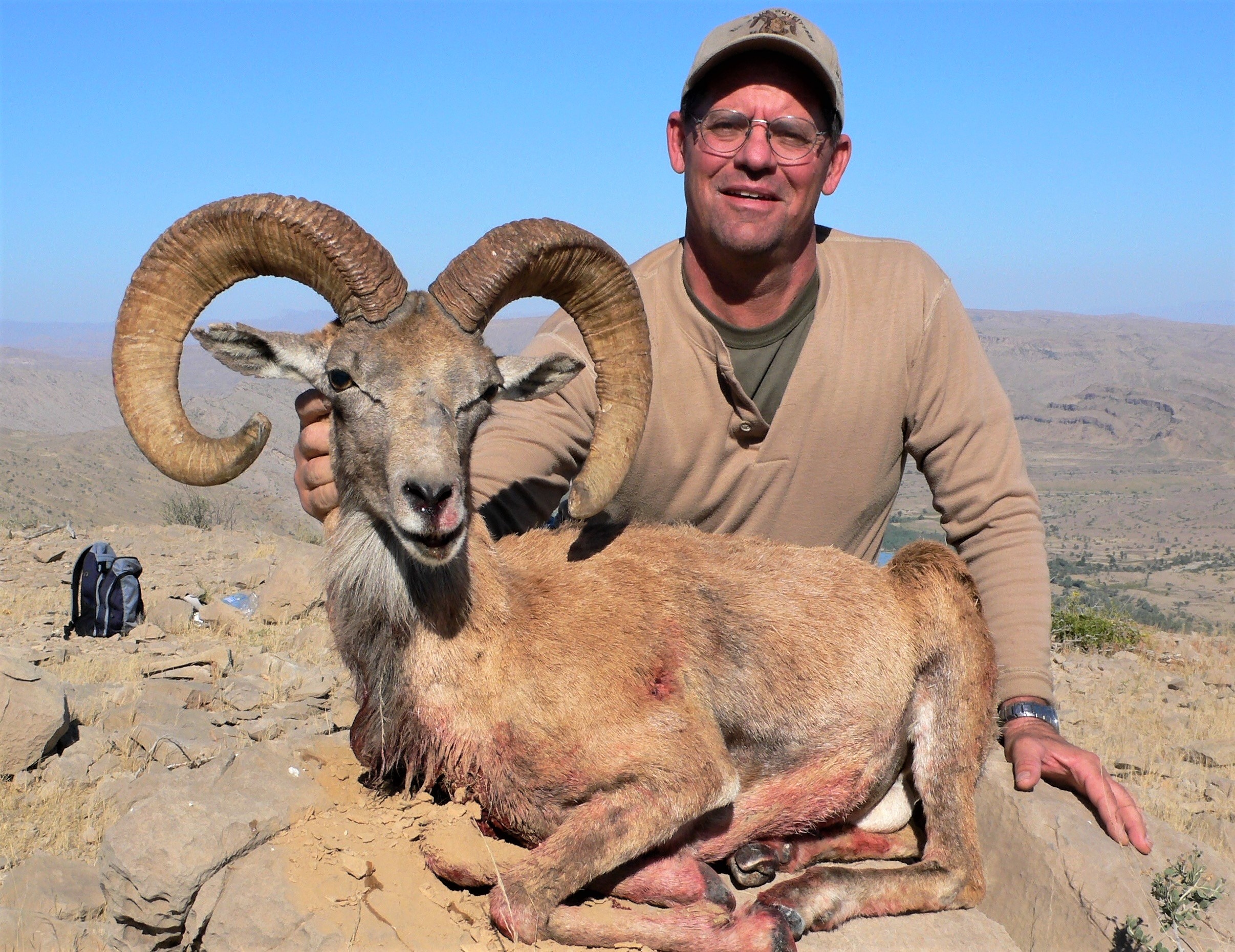 Afghan Urial