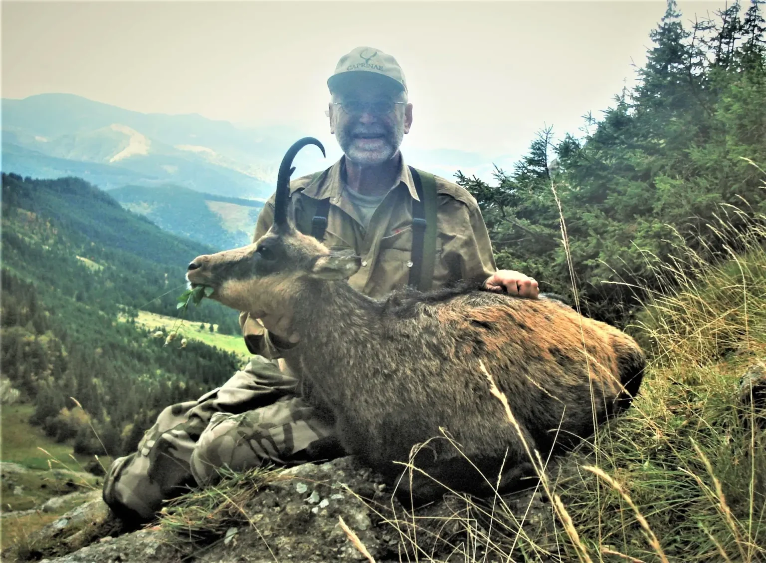 Carpatian Chamois